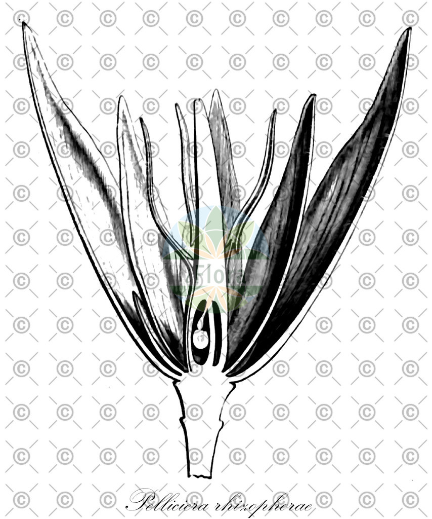 HistAbb_wfo-0000473170_1_ENZY_Simple | Historische Abbildung von Pelliciera rhizophorae - Tetrameristaceae | Historical Illustration of Pelliciera rhizophorae - Tetrameristaceae