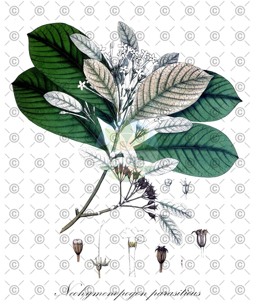 HistAbb_wfo-0000250146_1_ENZY_Simple | Historische Abbildung von Neohymenopogon parasiticus - Rubiaceae | Historical Illustration of Neohymenopogon parasiticus - Rubiaceae
