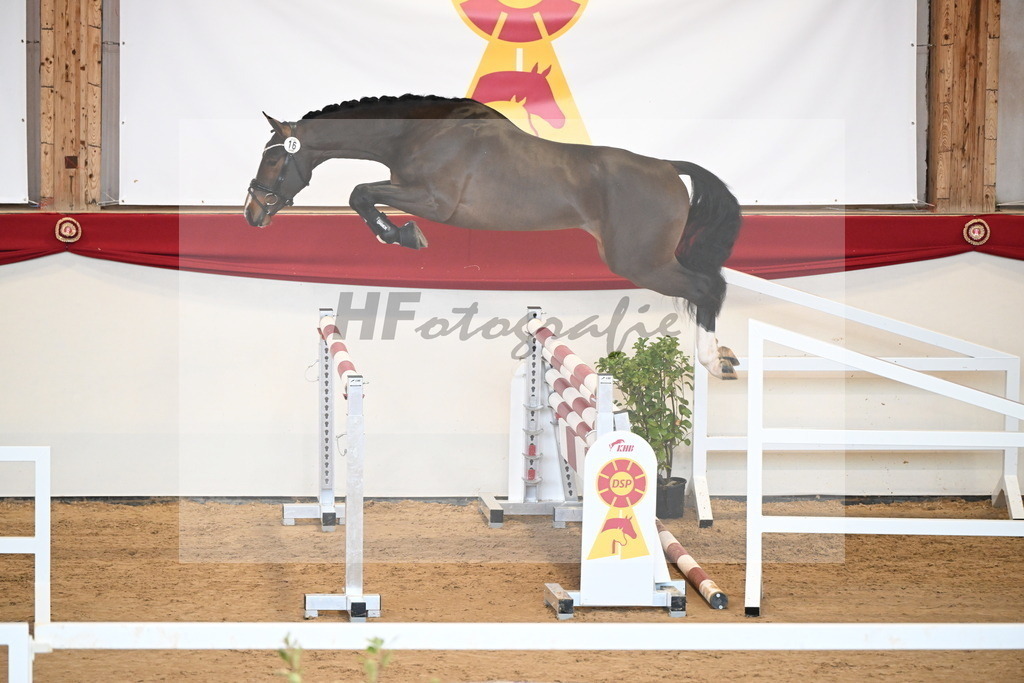 Kat.-Nr. 16 v. Cornet_s Balou_Laue_2251077 | hf-fotografie - Realisiert mit Pictrs.com
