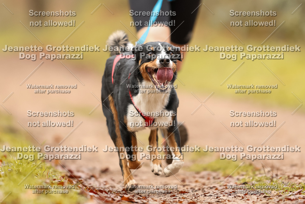 Dog Paparazzi - Speedhunter Mannheim  2025-116 | Dog Paparazzi Jeanette Grottendiek Fotografie & Videografie