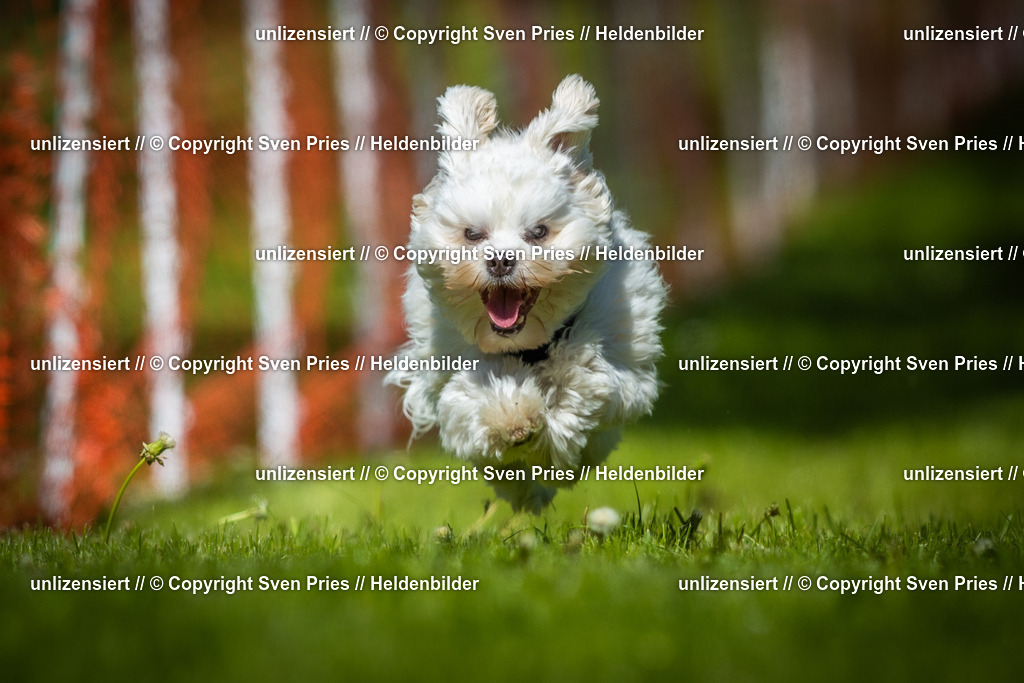 Hunderennen_April_2026_545 | 2026-04-26 - Hunderennen Baden-Oos April 2026 - Realisiert mit Pictrs.com