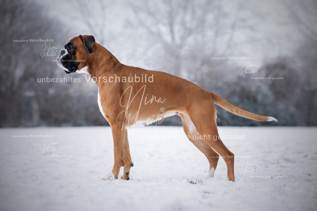 _16A3179-1-O | Einzigartige Fotos von Hunden & Menschen –Actionfotos, Portraits, Vereinsaufnahmen & Paarshootings – authentisch, lebendig & mit Herz.