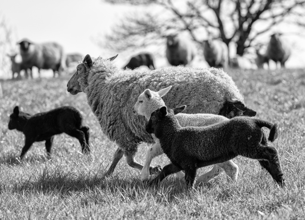 wanderschaefereien-schleswig-holstein-057 | Frühlingserwachen in Aukrug: Die Lämmer strotzen vor Unternehmungslust und toben sich allein, in Gruppen oder mit den Mutterschafen auf der Wiese aus. - Realisiert mit Pictrs.com