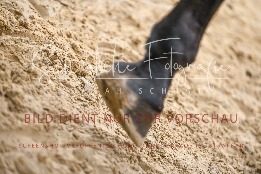 Schugtsche-Aluta25-44.DresssurreiterWB-86 | Schugtsche Fotografie - Realisiert mit Pictrs.com