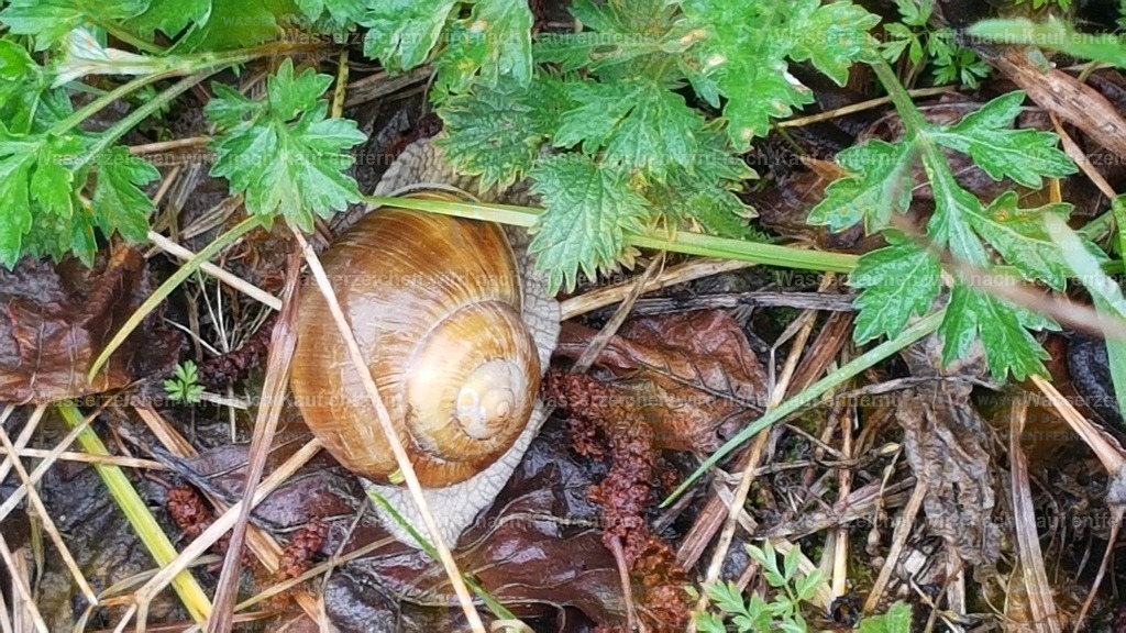 20190515_154628 | Fotoseite Wolkenblende - Das Hobby fotografieren begleitet mich schon  viele  Jahre. Auf den nächsten Seiten zeige ich ein paar Schnappschüsse der letzten Jahre und es kommen immer neue hinzu. Schau einfach mal rein. - Realisiert mit Pictrs.com