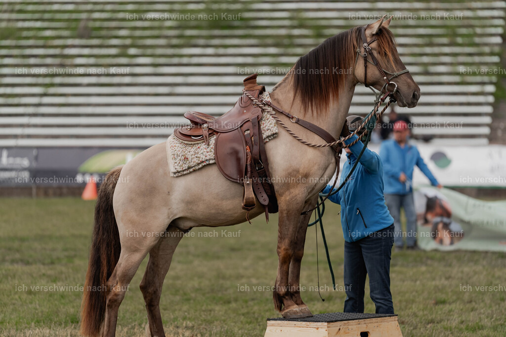 Showprogramm-282 | working equitationturnier fotograf videograf stoibphotography marixx film working equitation deutschland reitsport turnierfotografie eventfotografie equestrian events