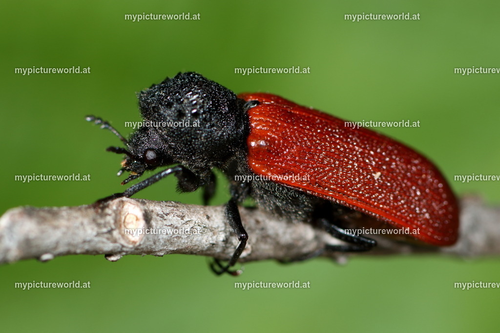 Bostrichus capucinus-005 | Das Bilderarchiv über Tiere, Planzen und Landschaften. In der Bilddatenbank finden Sie ein große Auswahl an hochwertigen Bilder für Ihre Werbung - Realized with Pictrs.com