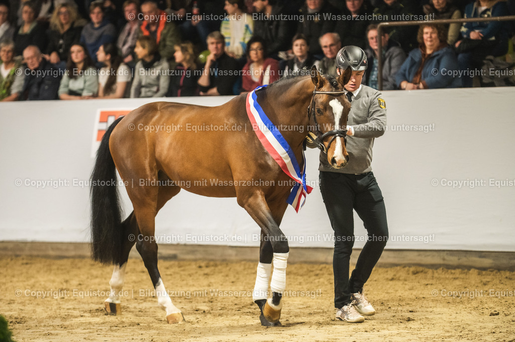 20240302_Hengstvorstellung_Marbach_TOMsPiC_0467 | equistock