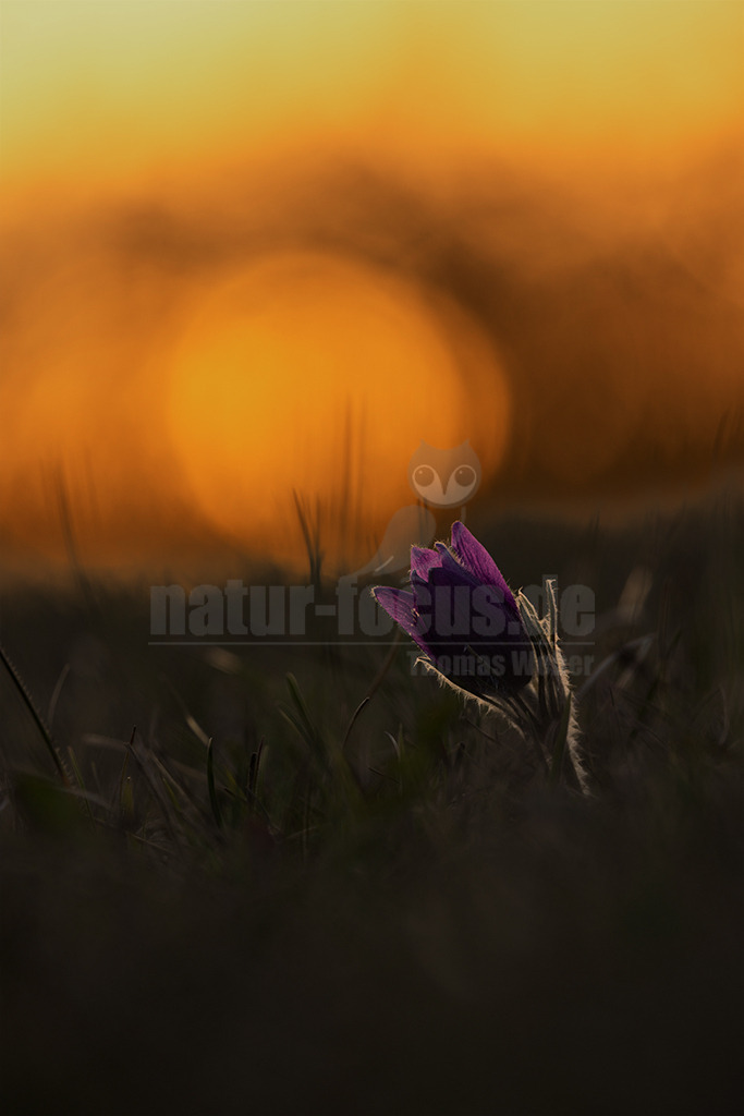 R5NF8460-20230414 | Auf kalkhaltigen, eher trockenen Böden wächst die Echte Kuh- oder Küchenschelle, wenn sie extensiv beweidet oder auf andere Art offengehalten werden. Besonders in Norddeutschland ist die Art sehr
selten geworden. - Realisiert mit Pictrs.com