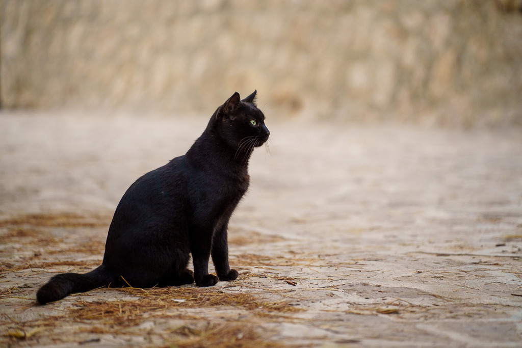 allesWIRTHgut Tierfotografie - 7IV08818 | Professionelle Tierfotografie in Mönchengladbach von Daniel Wirth (allesWIRTHgut). Liebevolle & natürliche Bilder von Hunden & Katzen für unvergessliche Erinnerungen.