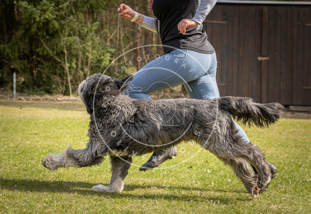 Pfotenfotografie_DV3A6395 | Hundefotografie, Tierfotograf, Pfotenfotografie, Fotoshooting Hund, Hunde Portrait, Hundesport, Hundeportraits, Heideshooting, Hunde, Sportfotograf, Hundefotograf, Turnierhundsport, THS,  - Realisiert mit Pictrs.com