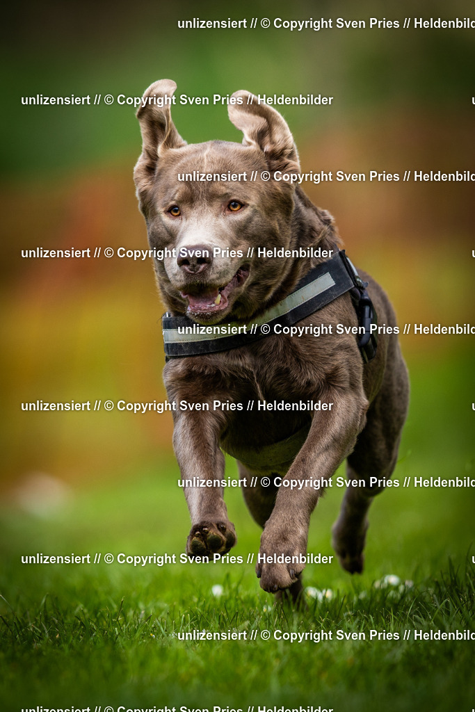 Sven Pries | 2025-04-13 - Hunderennen Baden-Baden - Realisiert mit Pictrs.com