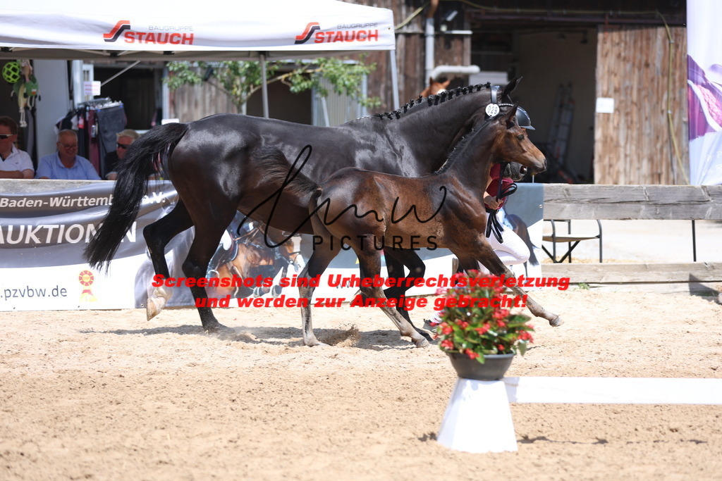 Fohlenschau_Schwäbisch_Hall_springbetonte_Fohlen_KN 29_7 | lmwpictures - Realisiert mit Pictrs.com