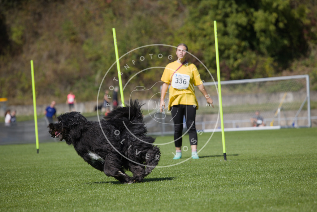 0L8A6005 | Hundefotografie, Tierfotograf, Pfotenfotografie, Fotoshooting Hund, Hunde Portrait, Hundesport, Hundeportraits, Heideshooting, Hunde, Sportfotograf, Hundefotograf, Turnierhundsport, THS,  - Realisiert mit Pictrs.com