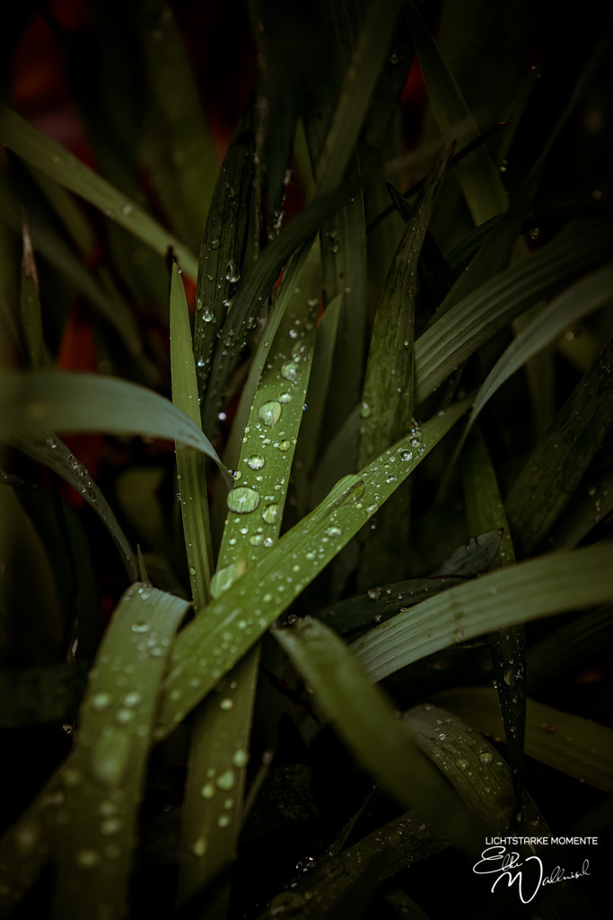 20231007-115513 SOUTHAFRIKA_-1 | Herzlich willkommen auf meiner Seite! Ich bin Elke Wallnisch, Deine Fotografin für lichtstarke Momente. Der Name steht für alles, was mich mit der Fotografie verbindet: Das Licht und seine machtvolle Wirkung auf eine Situation oder unsere Stimmung - Realisiert mit Pictrs.com