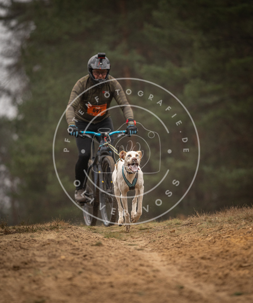Pfotenfotografie_DV3A3095 | Hundefotografie, Tierfotograf, Pfotenfotografie, Fotoshooting Hund, Hunde Portrait, Hundesport, Hundeportraits, Heideshooting, Hunde, Sportfotograf, Hundefotograf, Turnierhundsport, THS,  - Realisiert mit Pictrs.com