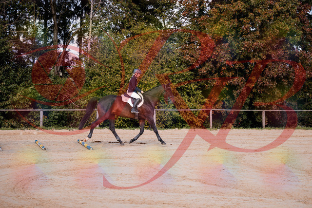 2026_10_03_Siefer-Hof_143956_Z81_10483125 | Professionelle Reitsport-, Turnier- und Eventfotografie von Robert Broda. Galerien mit ausgewählten und bearbeiteten Bildern direkt online ansehen und bestellen.