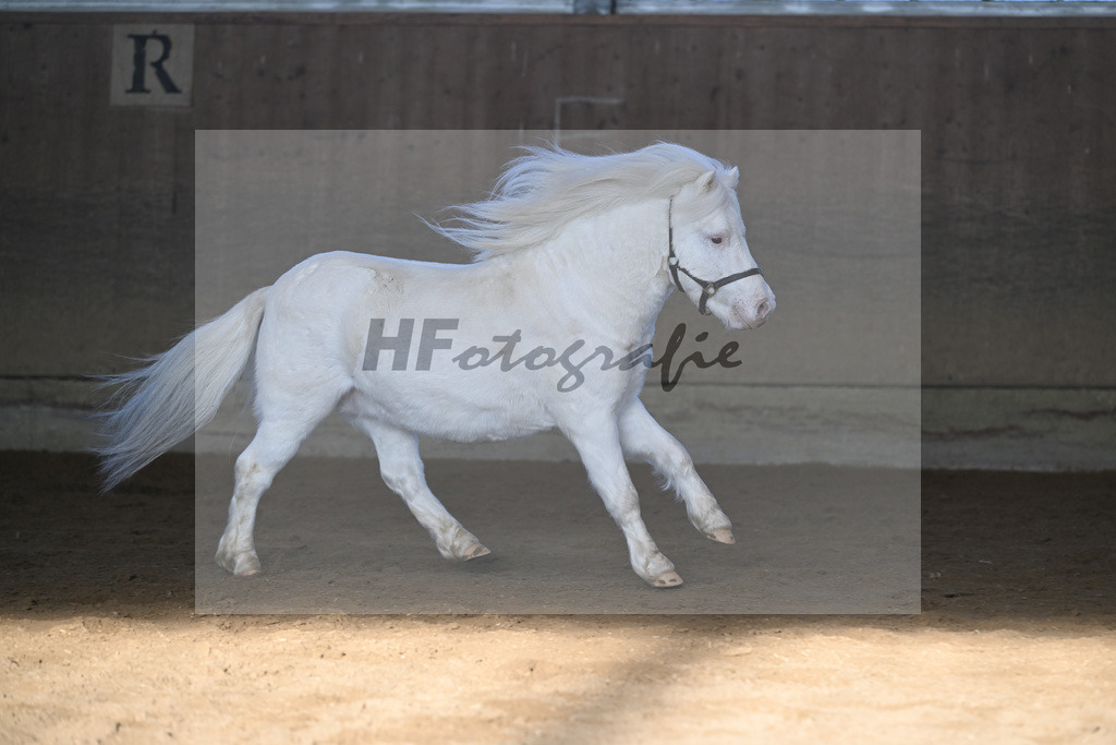 Kat-Nr. 15 Bayerns Flip v. Halstock Firefox_ZG Stumhofer Ostermeier_49250686 | hf-fotografie - Realisiert mit Pictrs.com