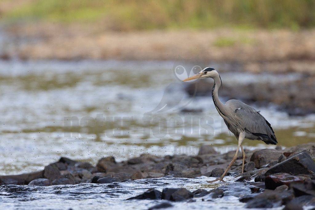 R5NF0254_20240501 | Der Graureiher, auch Fischreiher genannt, ist eine Vogelart aus der Ordnung Pelecaniformes. Er ist in Eurasien und Afrika weit verbreitet und häufig. Weltweit werden vier Unterarten unterschieden. In Mitteleuropa ist er mit der Nominatform Ardea cinerea cinerea vertreten. - Realisiert mit Pictrs.com