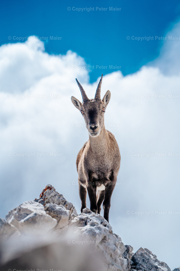 Luca_Vuerich-409 | piet_flosse