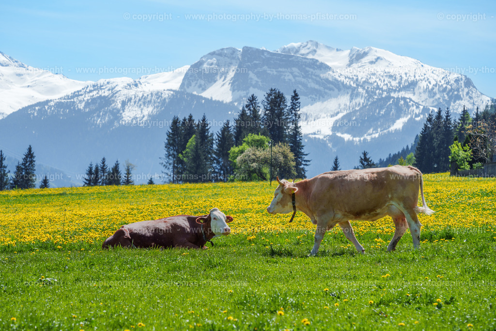 Frühling in Ried im Zillertal copyright  Thomas Pfister-11 | PHOTOGRAPHY BY THOMAS PFISTER