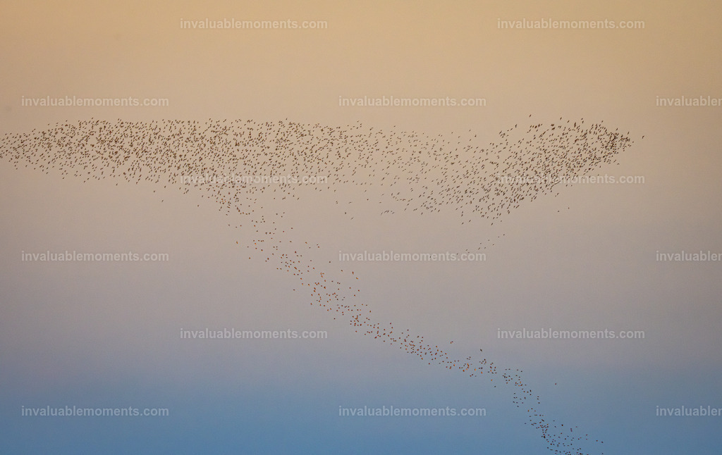 DSC_6407 | invaluablemoments.com - Realisiert mit Pictrs.com