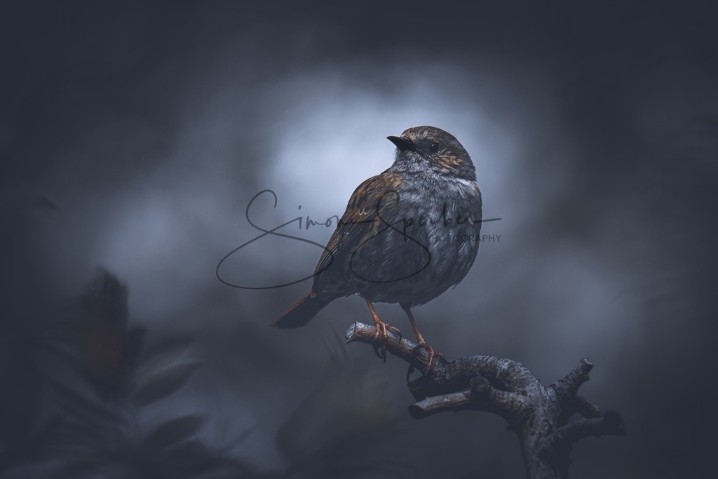 Heckenbraunelle | Simone Sperber, svb-photography,Fotografin,Bilddesignerin,Naturfotografie,Macrofotografie,Tierfotografie,Wildtierfotografie,Ausstellungen,Auftragsfotografie,Kunst,Art,Photographer,Shootings,Bildberatbeitung,Galerie,Shop