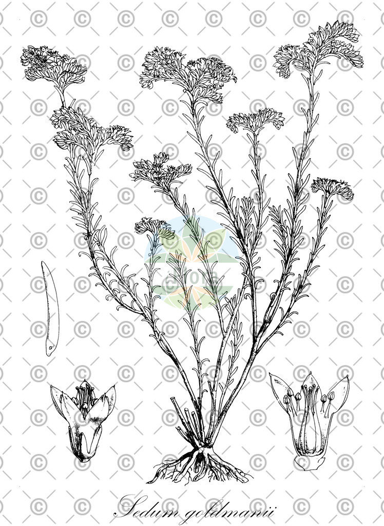 HistAbb_wfo-0000497336_1_ENZY_Simple | Historische Abbildung von Sedum goldmanii - Crassulaceae | Historical Illustration of Sedum goldmanii - Crassulaceae