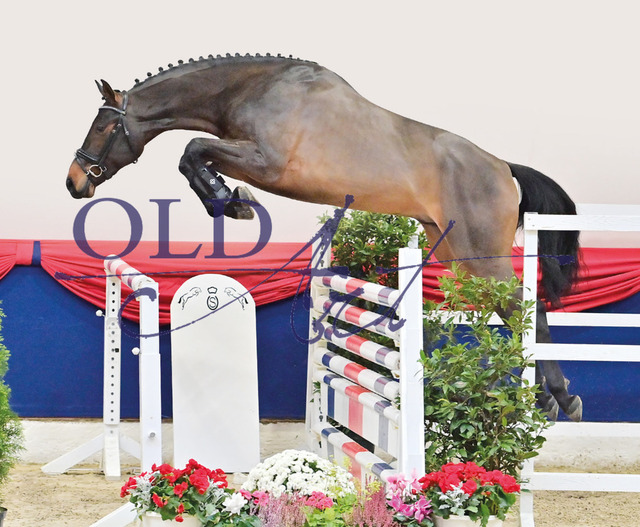 14 DE431316955420 HM Conthargos - Stakkato - Werther | <meta name="description" content="★Offizieller Merchandise und Foto-/Videostore des Oldenburger Verbandes.★ ✅Jetzt auch digital Ausdrucke erhältlich." />
<meta name="keywords" content="Merchandise Foto-/Videostore Oldenburger Verband Photographie 