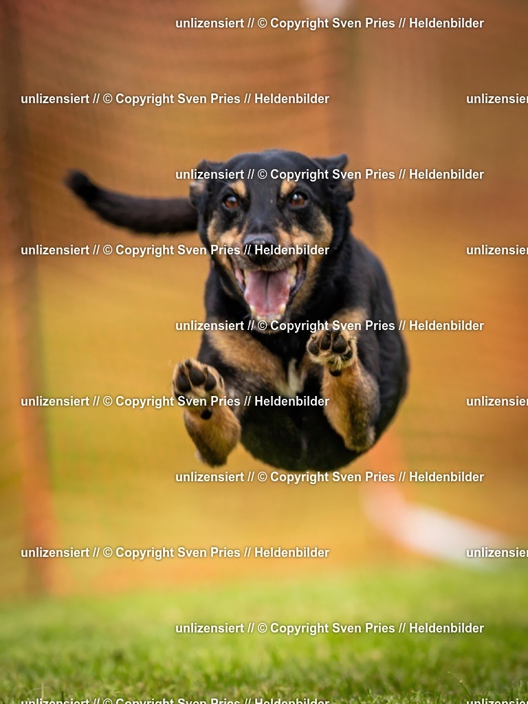 Sven Pries | 2024-09-22 - Hunderennen Baden-BadenPudelverein - Realisiert mit Pictrs.com
