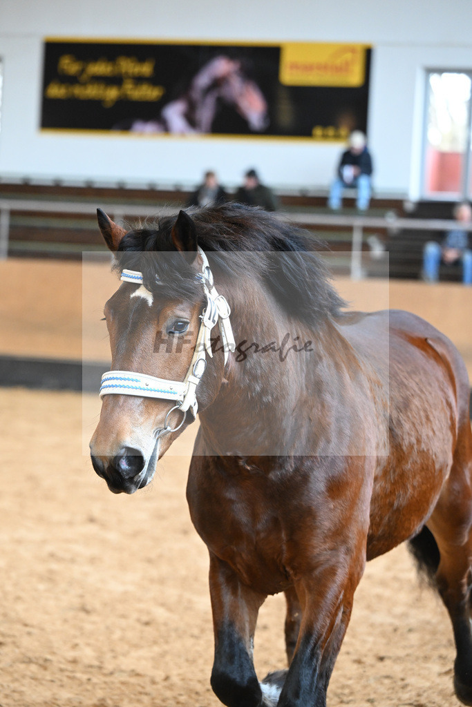 Kat-Nr. 12 v. Nussini II_Birkholz_2230184 | hf-fotografie - Realizzato con Pictrs.com