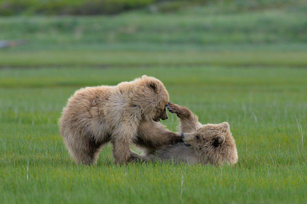 Alaska | Braunbären im Katmai National Park. - Realisiert mit Pictrs.com