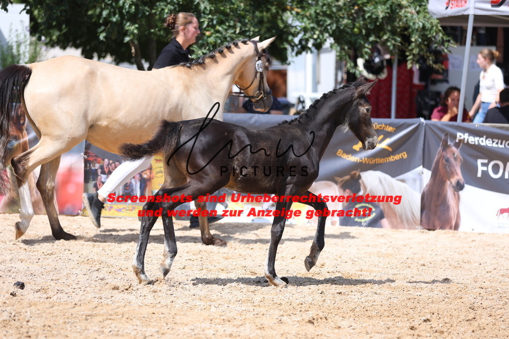 Fohlenschau_Schwäbisch_Hall_Ponys_KN 48_3 | lmwpictures - Realisiert mit Pictrs.com