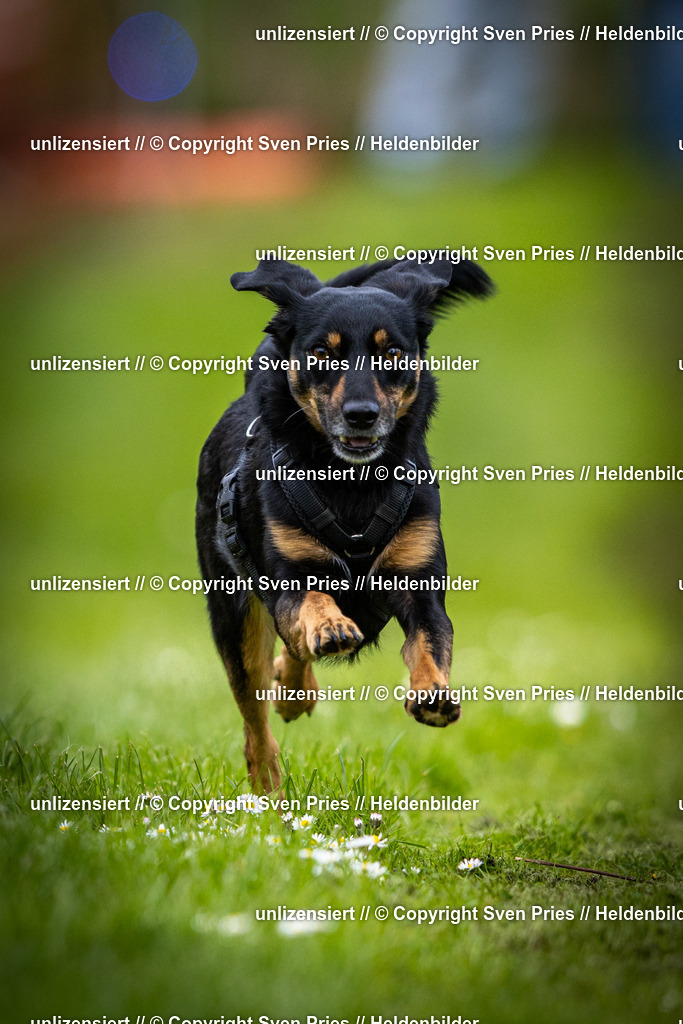 Sven Pries | 2025-04-13 - Hunderennen Baden-Baden - Realisiert mit Pictrs.com