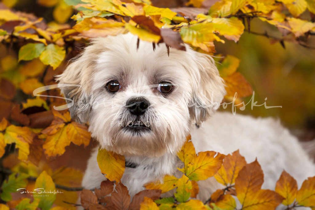 Bailey - Malteser | People- und Tierfotografie, Imageaufnahmen, Veranstaltungsfotografie und Wandbilder aus der Natur ★ Made in Germany ✔️ Druck + Downloads ✔️ Naturfotografie in Top Qualität ★ schneller Versand, weltweite Lieferung! - Realisiert mit Pictrs.com