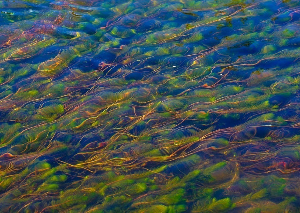 usa-2014-307 | Wasserpflanzen treiben dicht unter der Oberfläche des Firehole River bei Madison im Yellowstone Nationalpark und zeichnen ein bizarres farbiges Muster. - Realisiert mit Pictrs.com