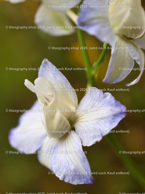 titusgraphy_P7062533-vz-ln | titusgraphy-shop: Geschenkideen mit Qualitätsfotos. titusgraphy-shop: gift ideas with quality photos. titusgraphy-shop: idées cadeaux avec photos de qualité.  - Realisiert mit Pictrs.com