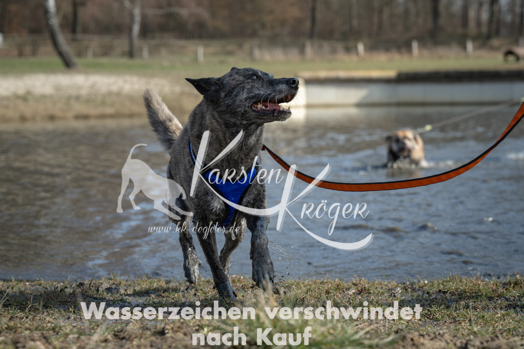 1332_ZZ97056 | kk-dogfotos