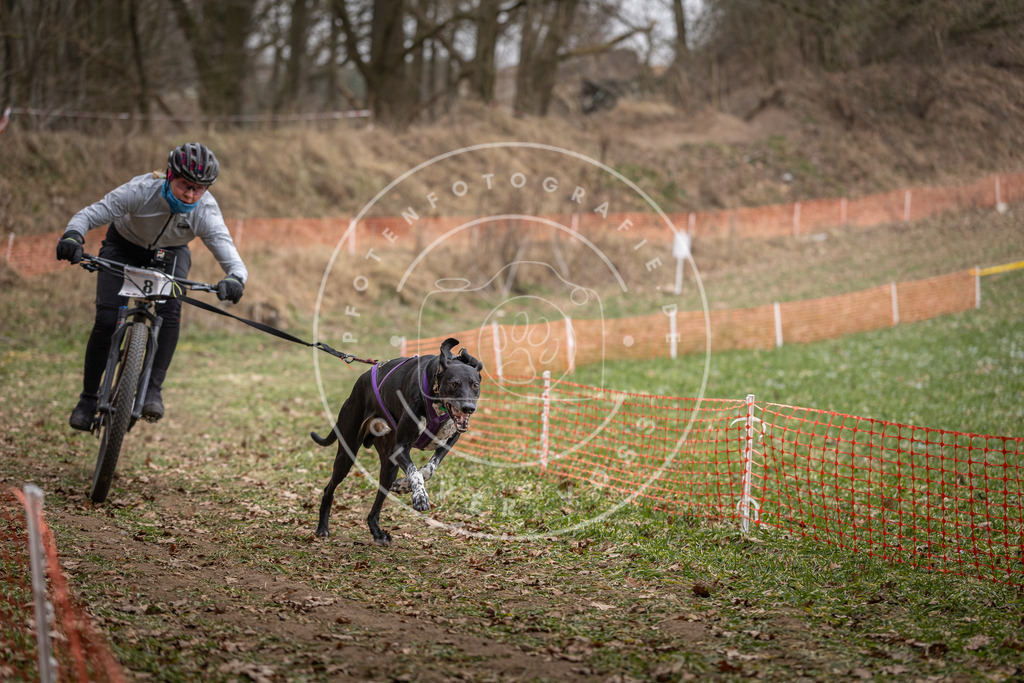 Pfotenfotografie_DV3A6559 | Hundefotografie, Tierfotograf, Pfotenfotografie, Fotoshooting Hund, Hunde Portrait, Hundesport, Hundeportraits, Heideshooting, Hunde, Sportfotograf, Hundefotograf, Turnierhundsport, THS,  - Realisiert mit Pictrs.com