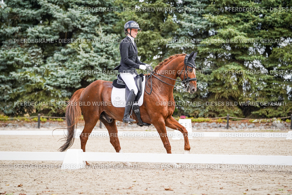 DSC04087 | Pferdegrafie