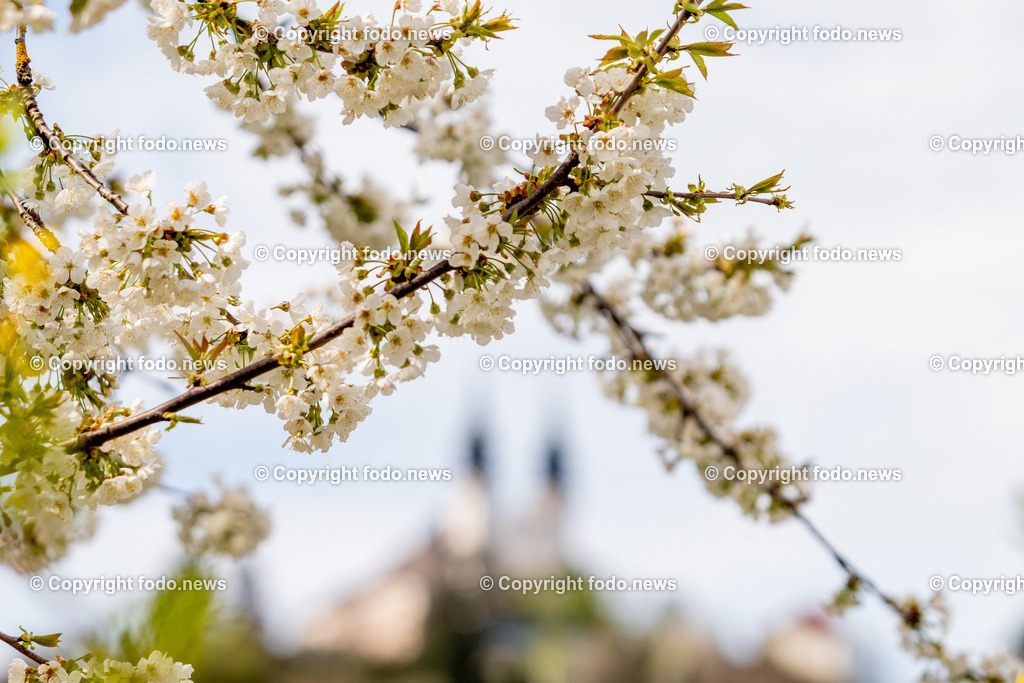 Linz_ Pöstlingberg_ 15.04.2025-11 | 15.04.2025, LINZ, AUT, Themenbild, im Bild Poestlingberg, Kirche, Berg, Fruehling, Himmel, Turm, Tuerme, Ausflugsziel, Poestlingbergkirche, Wallfahrtsbasilika, Wahrzeichen, Linz, Baeume, Pflanzen, Feature, Symbolbild