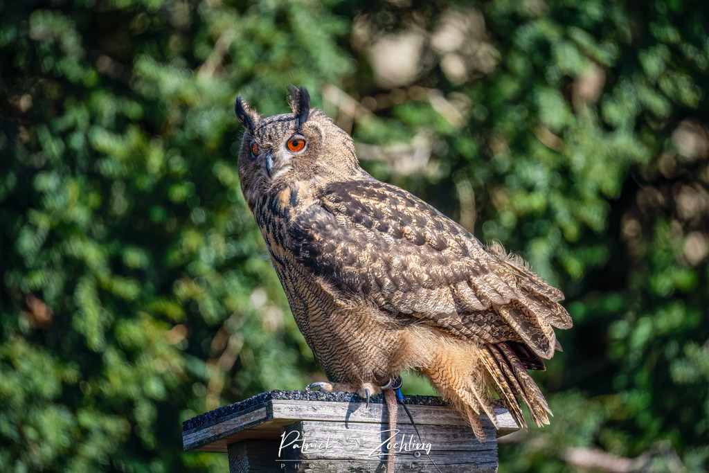 Kreuzenstein-Zöchling (17 von 46) | Mein Name ist Patrick Zöchling. Auf dieser Website siehst Du meine Projekte als Fotograf und kannst Dir Deine Fotos in Galerien ansehen und herunterladen. Über einen Webshop kannst Du Bilder ausarbeiten, auf T-Shirt drucken usw. - Realisiert mit Pictrs.com