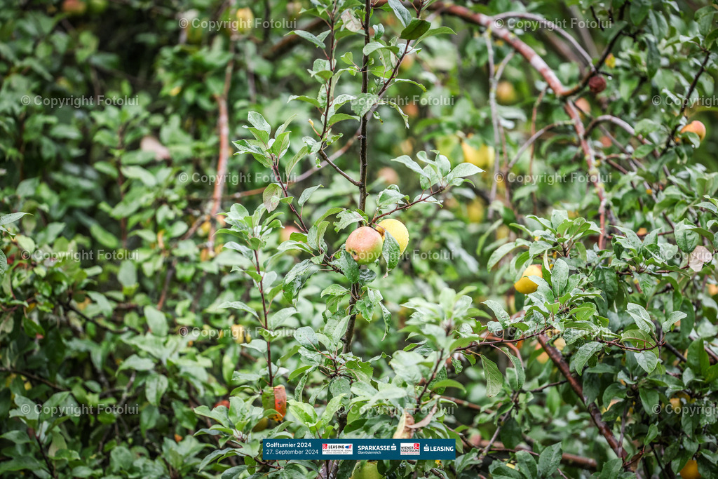 A-BINDER_20240927_0106 | Linz  AUSTRIA,27.Sept..2024 -GOLF Sparkasse, Image shows Photo: Sportmediapics.com/ Manfred Binder