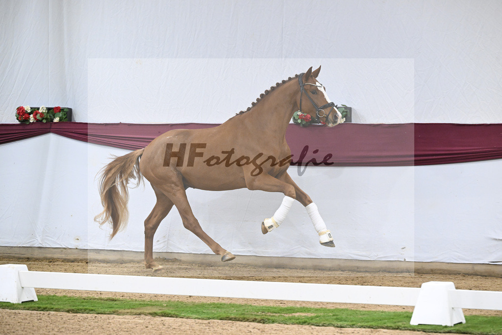 Kat-Nr. 119 Iron x Quaterback_Jakob u Martina Reglauer_47254002 | hf-fotografie - Realisiert mit Pictrs.com