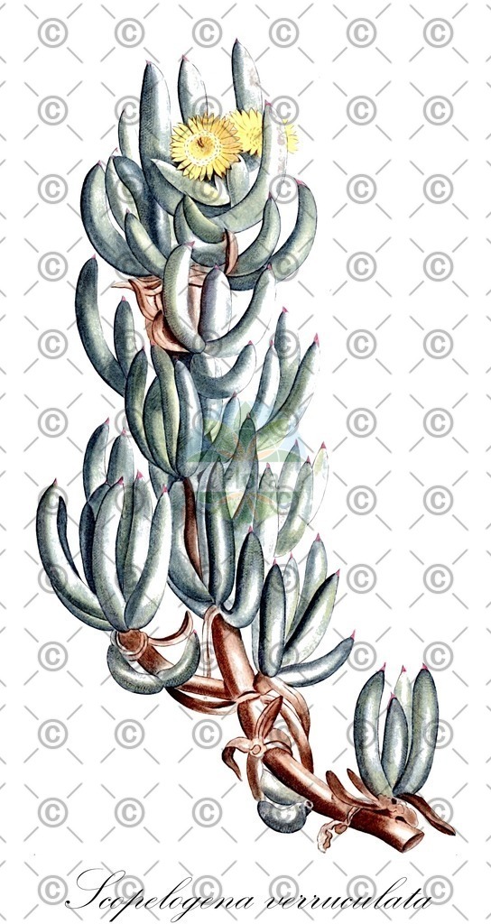HistAbb_wfo-0001025508_1_ENZY_Simple | Historische Abbildung von Scopelogena verruculata - Aizoaceae | Historical Illustration of Scopelogena verruculata - Aizoaceae