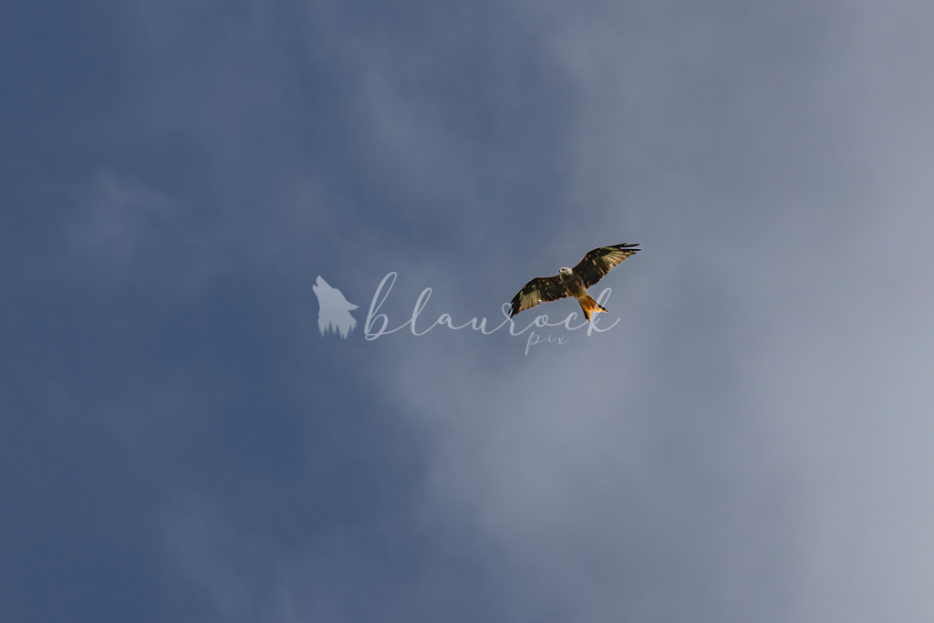 _01A5568 | Sportbilder, Sportfotograf, Hochzeits- und Eventfotografin, Flugshows, Portraits und Tiershooting, Aviation, Downhill, Nationalleague, Swissleague, International