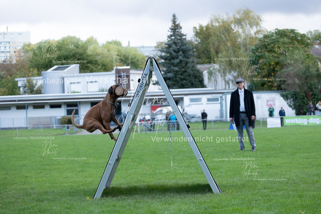 _16A4767 | Einzigartige Fotos von Hunden & Menschen –Actionfotos, Portraits, Vereinsaufnahmen & Paarshootings – authentisch, lebendig & mit Herz.