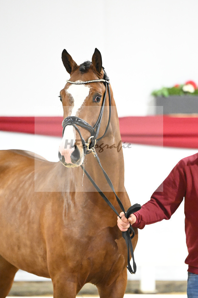 Kat-Nr. 27 v. Cornado I_Schulze-Averdiek_63220922 | hf-fotografie - Realisiert mit Pictrs.com