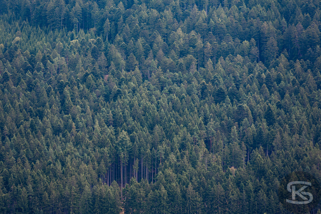 Dichter Nadelwald aus der Vogelperspektive, aufgenommen mit Teleobjektiv | Ein detailreicher Blick von oben auf eine ausgedehnte Waldlandschaft. Die Verwendung eines Teleobjektivs erzeugt eine komprimierte Tiefenwirkung, die die dichte Anordnung der grünen Nadelbäume besonders hervorhebt. Das Bild unterstreicht die natürliche Schönheit und Vielfalt des Waldes und eignet sich perfekt für Naturthemen und Umweltschutz. - Realisiert mit Pictrs.com