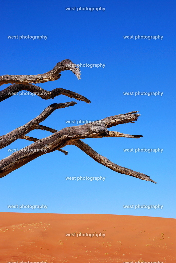 Sand Himmel Holz - NAM 2007 | west photography - Realisiert mit Pictrs.com
